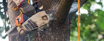 Reliable Morris, IL Tree Care Solutions