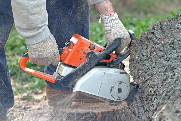 Best Tree Mulching  in Morris, IL