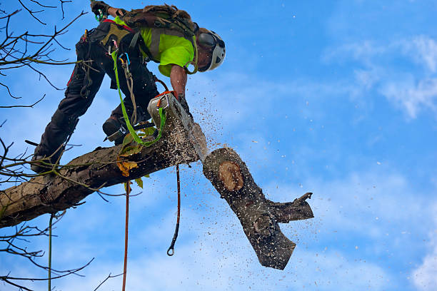 How Our Tree Care Process Works  in  Morris, IL